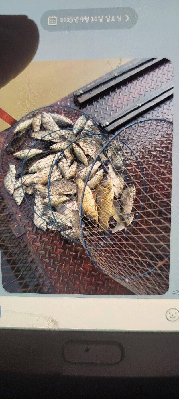 가까운 가족 손맛터 통삼 낚시터 소식입니다 (유료터정보 - 유료터점주조황)
