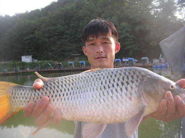 2008년 최고의 대박 (유료터정보 - 유료터점주조황)