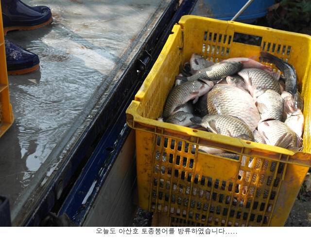 신봉지 방류도하고 조황도 올리고 (유료터정보 - 유료터점주조황)