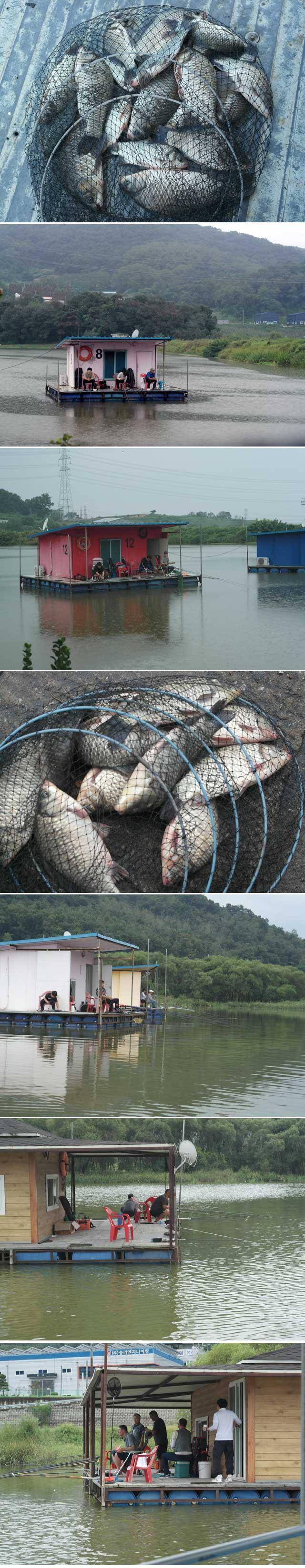 만수위에 씨알급 붕어가 나옵니다 (유료터정보 - 유료터점주조황)