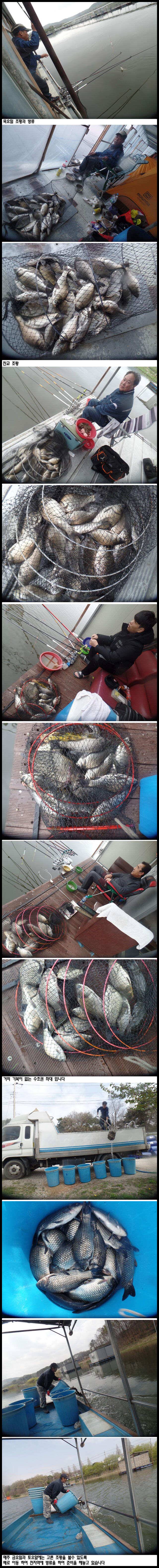 아산죽산지426일 목요일 조황과 방류 (유료터정보 - 유료터점주조황)