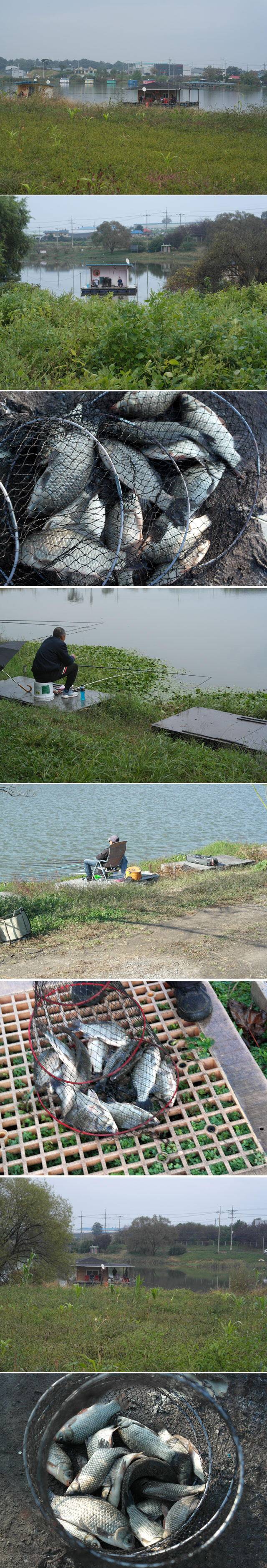 가을이 익어가는 주말 신봉지 조황은 (유료터정보 - 유료터점주조황)