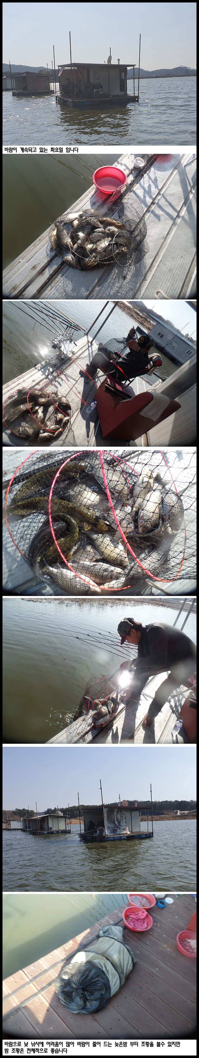 아산죽산지43일 바람속에도 꾸준한 조황을 보인 화요일 입니다 (유료터정보 - 유료터점주조황)