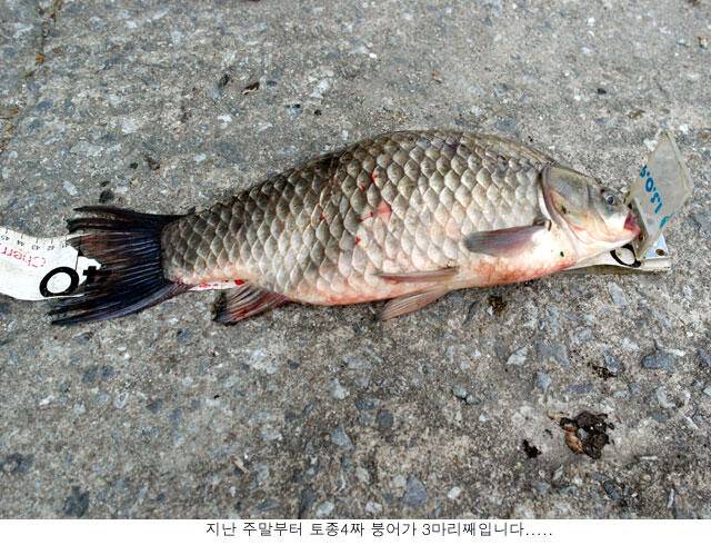 토종4짜 어렵지 않습니다 (유료터정보 - 유료터점주조황)