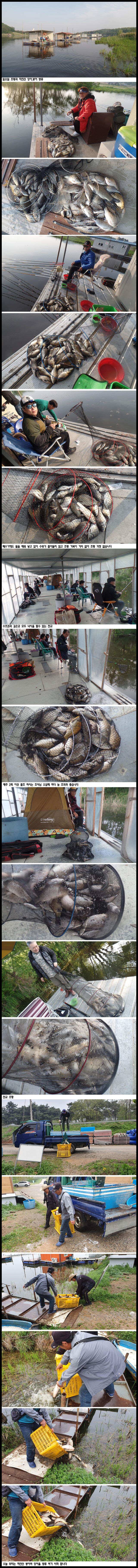 아산죽산지513일 일요일 조황과 토종붕어잉어 방류 (유료터정보 - 유료터점주조황)