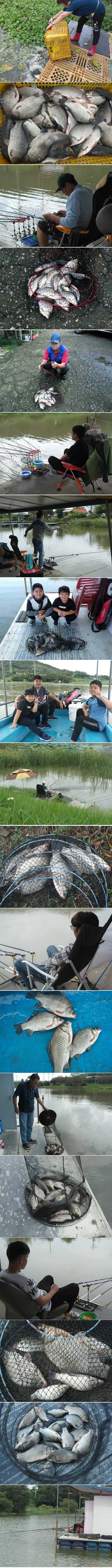 만수위에 씨알급 붕어가 나옵니다 (유료터정보 - 유료터점주조황)