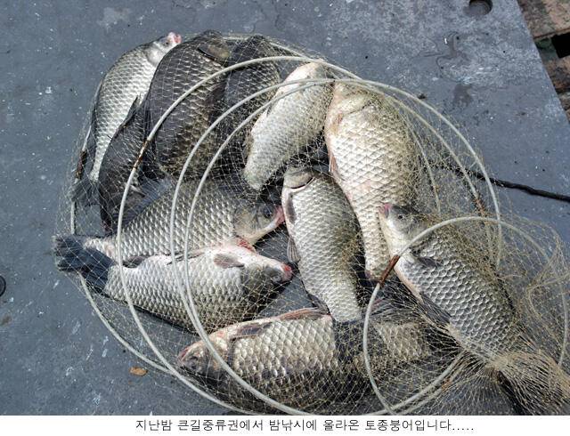신봉지 방류도하고 조황도 올리고 (유료터정보 - 유료터점주조황)