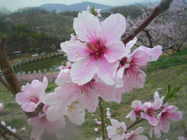 도화桃花 만발하고 (유료터정보 - 유료터점주조황)