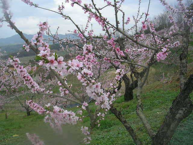 도화桃花 만발하고 (유료터정보 - 유료터점주조황)