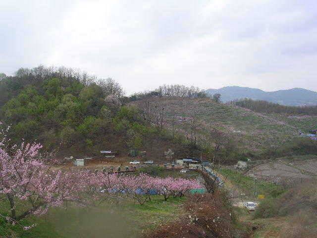 도화桃花 만발하고 (유료터정보 - 유료터점주조황)