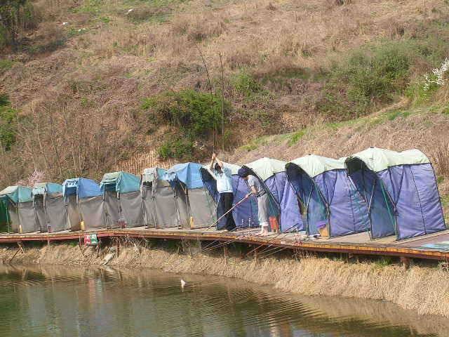 도화桃花 만발하고 (유료터정보 - 유료터점주조황)