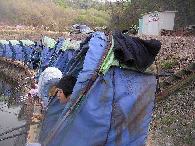 도화桃花 만발하고 (유료터정보 - 유료터점주조황)
