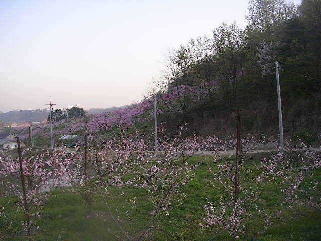 도화桃花 만발하고 (유료터정보 - 유료터점주조황)