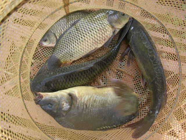 낚시도 복이 있어야 (유료터정보 - 유료터점주조황)
