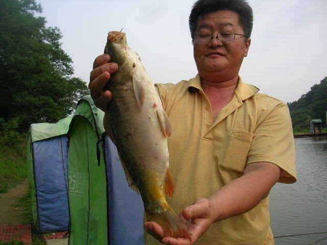 활발해지는 장어메기들 (유료터정보 - 유료터점주조황)