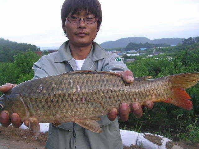 1m 이상 또는 1kg 이상의 장어를 낚는다면 (유료터정보 - 유료터점주조황)