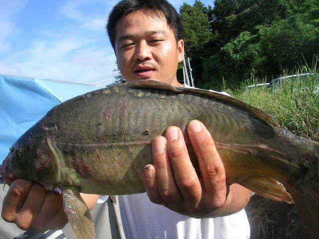 여름의 끝 (유료터정보 - 유료터점주조황)