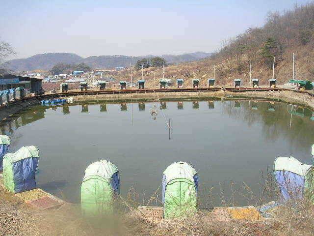 거일낚시터 인사드립니다 (유료터정보 - 유료터점주조황)