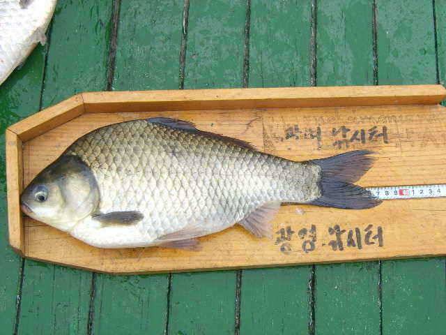 ★ 춘천 의암호 광명 낚시터 ★ (유료터정보 - 유료터점주조황)