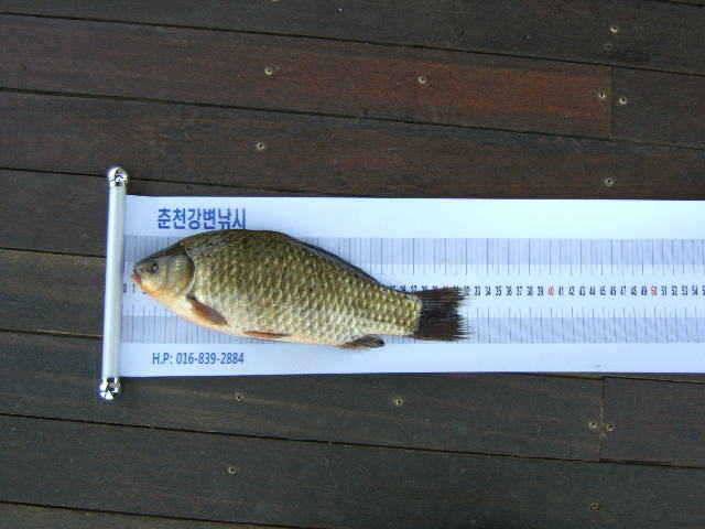 광명 32cm 토종월척 (유료터정보 - 유료터점주조황)