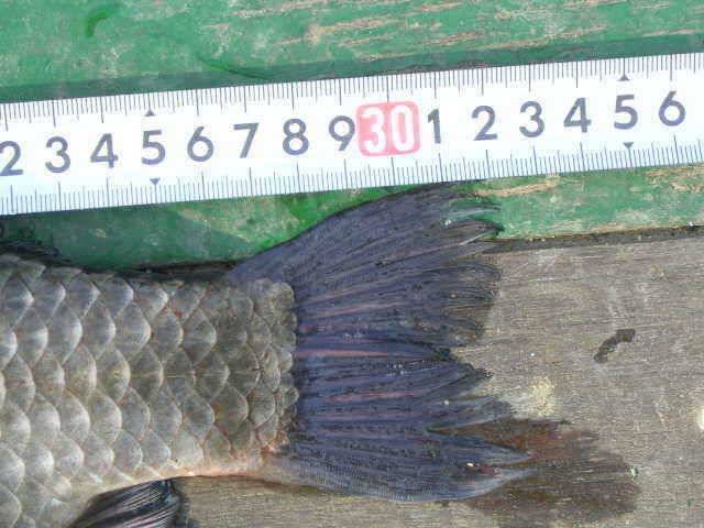 광명 32cm 토종월척 (유료터정보 - 유료터점주조황)