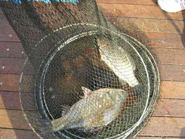 광명 32cm 토종월척 (유료터정보 - 유료터점주조황)
