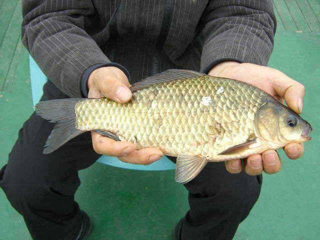 광명 32cm 토종월척 (유료터정보 - 유료터점주조황)