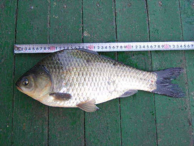 토종32cm떡45cm 광명 (유료터정보 - 유료터점주조황)