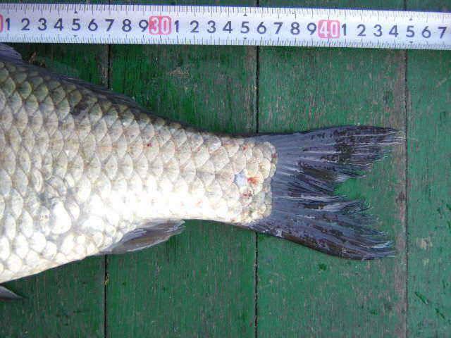 토종32cm떡45cm 광명 (유료터정보 - 유료터점주조황)