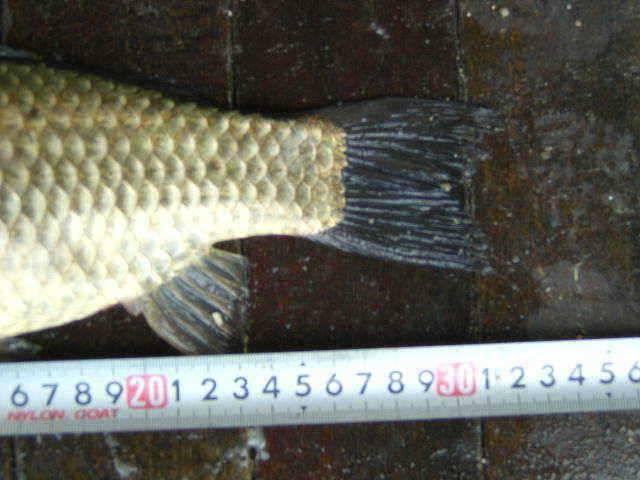 토종32cm떡45cm 광명 (유료터정보 - 유료터점주조황)