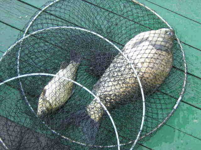 광명 30 cm 토종월척 (유료터정보 - 유료터점주조황)