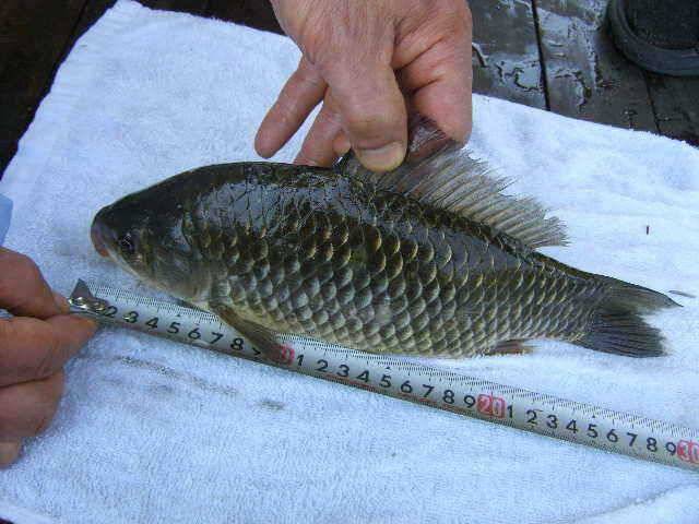 광명 30 cm 토종월척 (유료터정보 - 유료터점주조황)