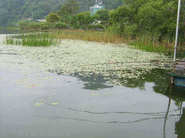 춘천 의암호 광명좌대 (유료터정보 - 유료터점주조황)