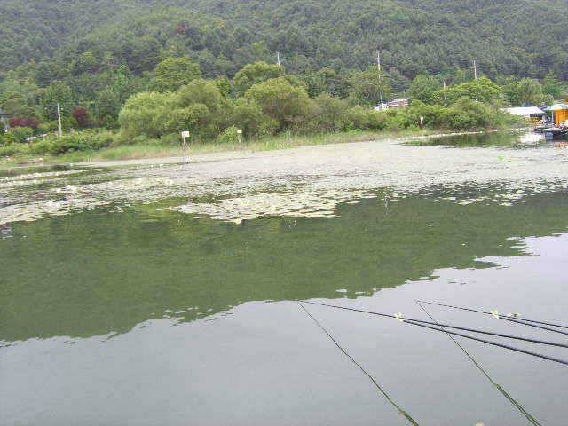 춘천 의암호 광명 낚시터 (유료터정보 - 유료터점주조황)