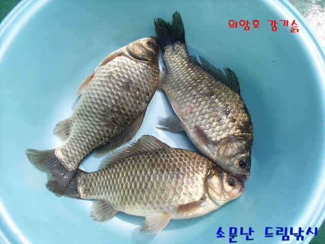 요즘 강가엔 오후 무렵이면 (유료터정보 - 유료터점주조황)