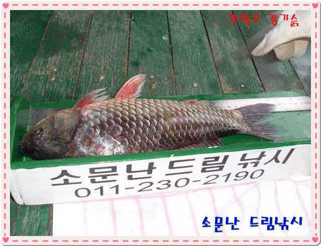 토종 36cm35cm33cm 의암호 소문난 (유료터정보 - 유료터점주조황)