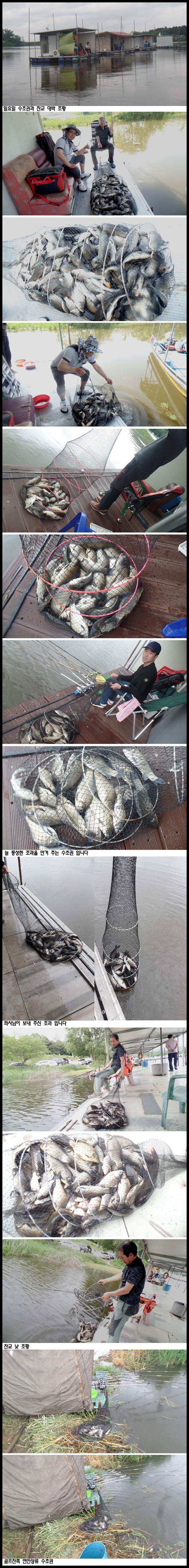 아산죽산지527일 일요일 수초권과 잔교 대박 조황 (유료터정보 - 유료터점주조황)