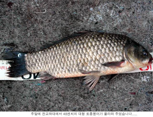 주말에 48센치 토종붕어가 (유료터정보 - 유료터점주조황)