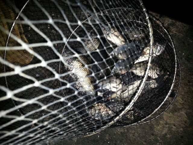 천안 석곡낚시터 목요일 소식이에요 (유료터정보 - 유료터점주조황)