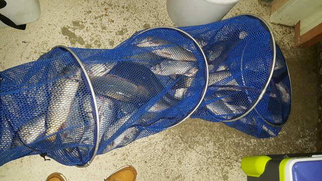 물 맑고 힘 좋은 용인 삼인 낚시터 (유료터정보 - 유료터점주조황)