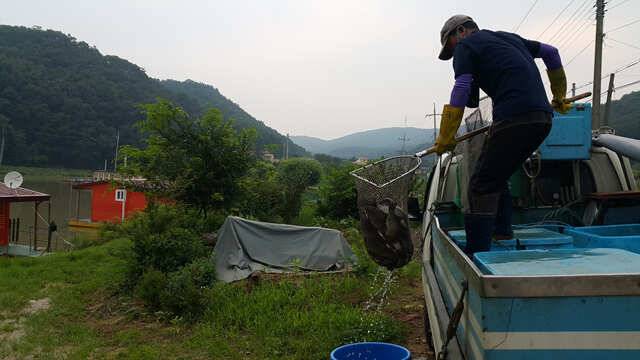 물 맑고 힘 좋은 용인 삼인 낚시터 (유료터정보 - 유료터점주조황)