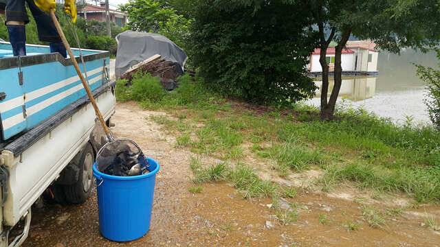 물 맑고 힘 좋은 용인 삼인 낚시터 (유료터정보 - 유료터점주조황)