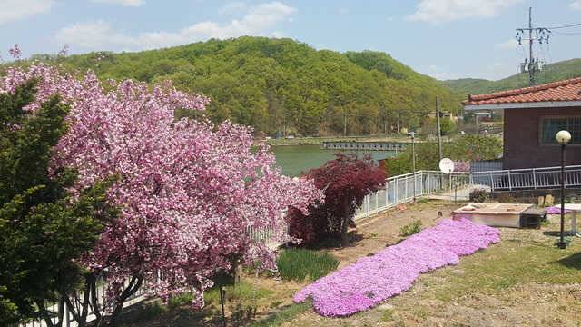 물 맑고 힘 좋은 용인 삼인 낚시터 (유료터정보 - 유료터점주조황)