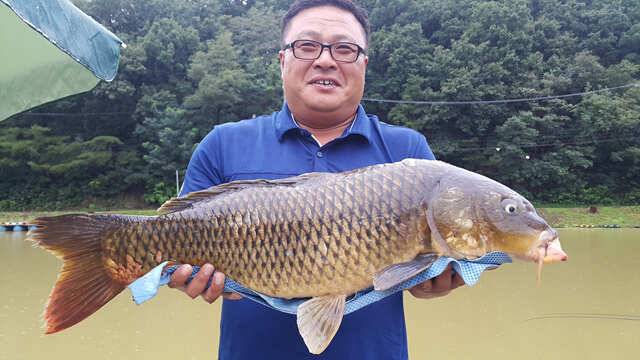 호우와 함께한 게속되는 호조황용인삼인낚시터 (유료터정보 - 유료터점주조황)