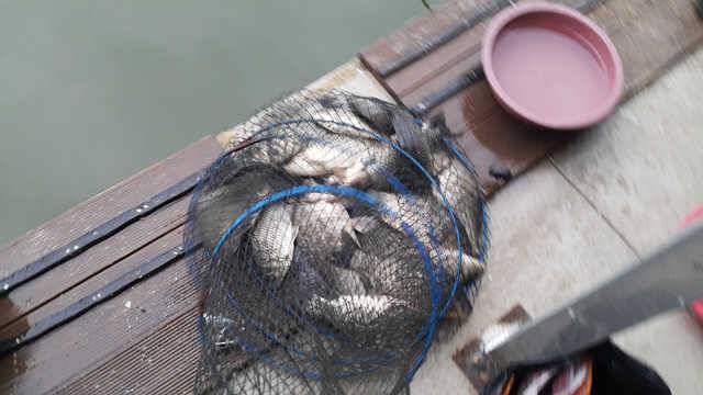 물 맑고 힘 좋은 용인 삼인 낚시터 (유료터정보 - 유료터점주조황)