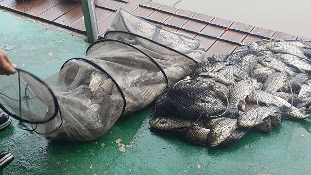 물 맑고 힘 좋은 용인 삼인 낚시터 주말 조황 (유료터정보 - 유료터점주조황)
