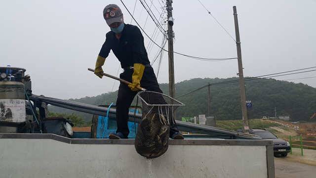 물 맑고 힘 좋은 용인 삼인 낚시터 주말 조황 (유료터정보 - 유료터점주조황)