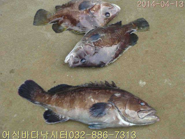 4월 13일 어심바다낚시터 조황사진 (유료터정보 - 유료터점주조황)