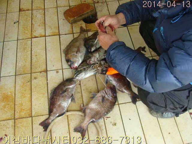 4월 13일 어심바다낚시터 조황사진 (유료터정보 - 유료터점주조황)