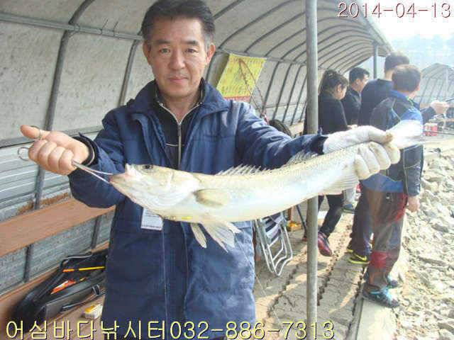 4월 13일 어심바다낚시터 조황사진 (유료터정보 - 유료터점주조황)